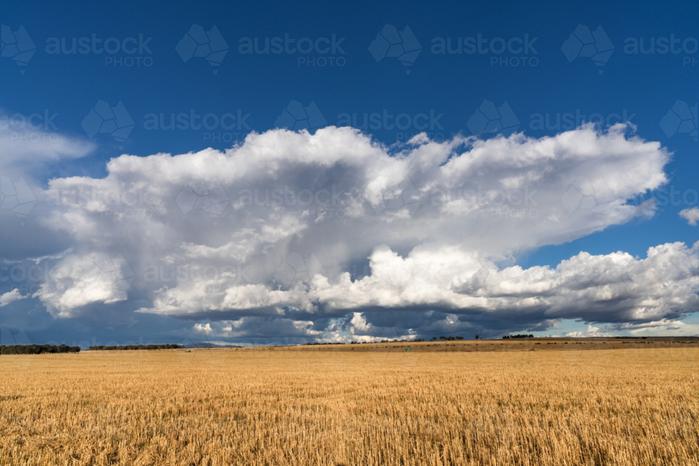 Dramatic storm clouds over a wide expanse of golden farmland - Australian Stock Image