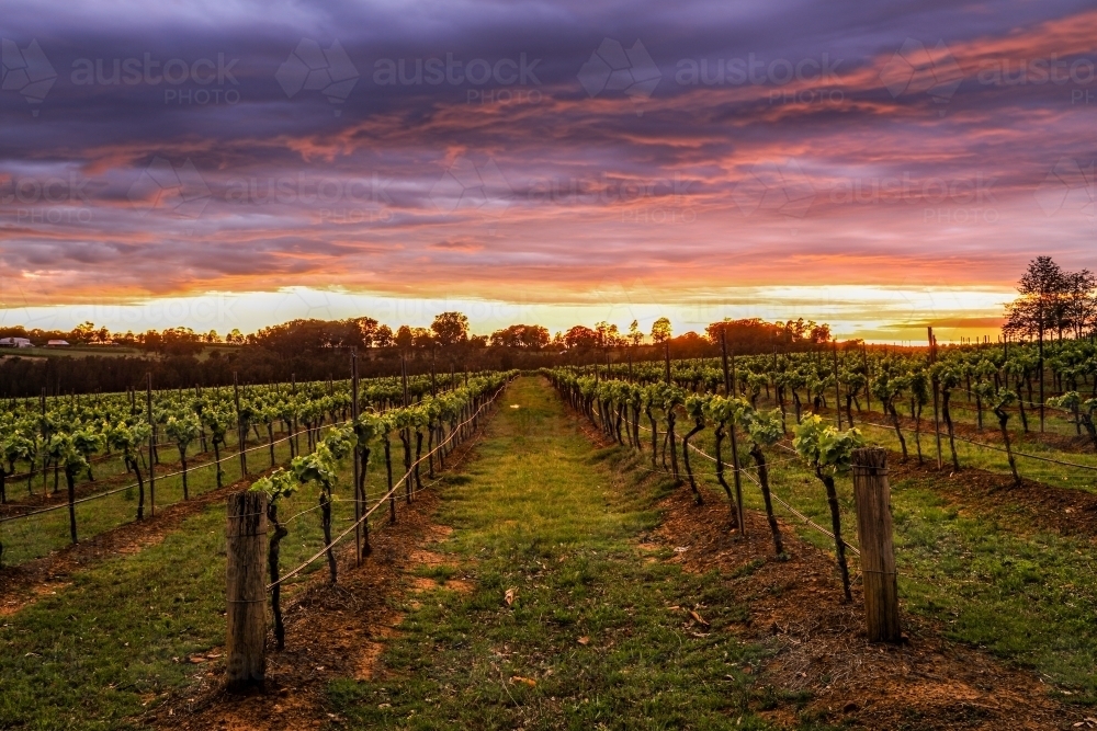 Dramatic sunrise over rows of grapevines - Australian Stock Image