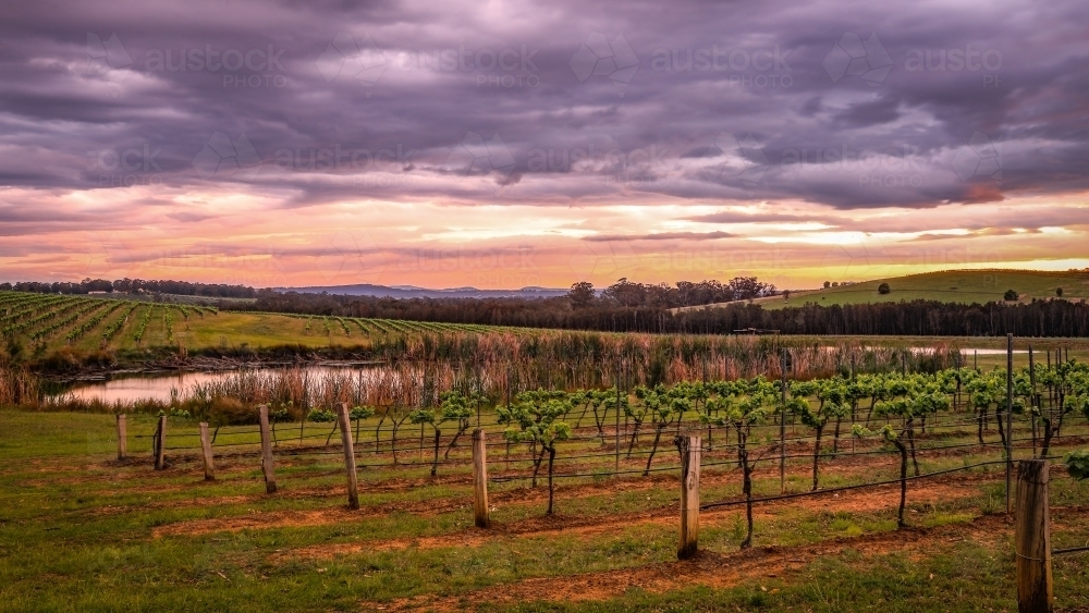 Dramatic sunrise over vineyard and dam - Australian Stock Image
