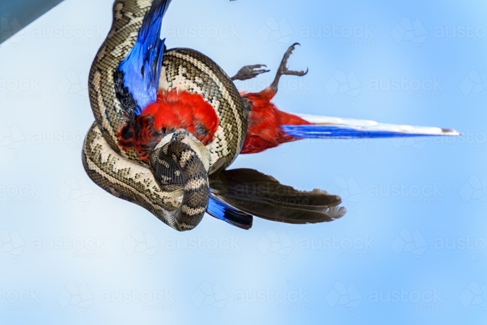 Image of Dramatic view of a python hanging off a roof devouring a ...