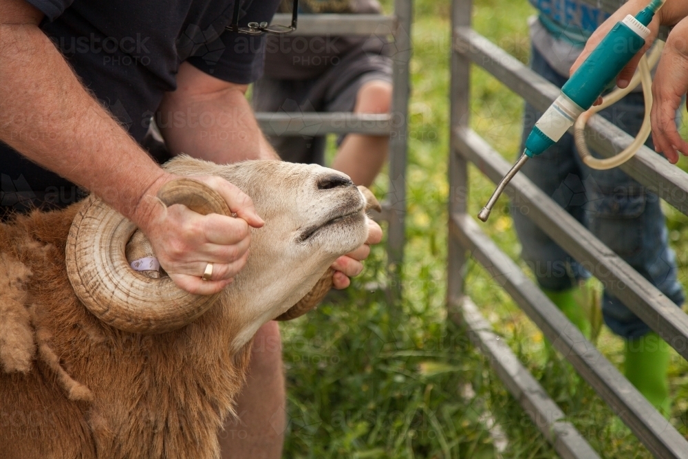 Drenching sheep for worms on a family farm - Australian Stock Image