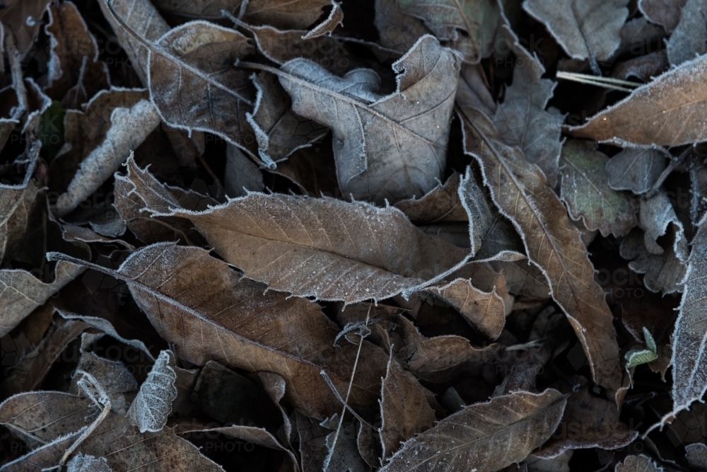 dried autumn leaves in the frost - Australian Stock Image