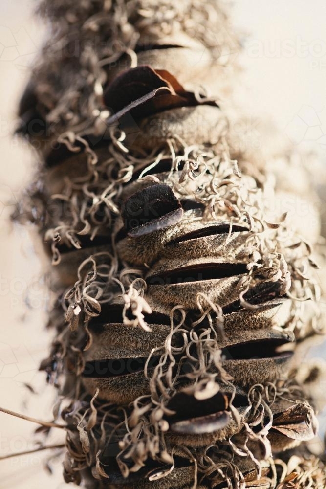 Dried Banksia seed pod - Australian Stock Image
