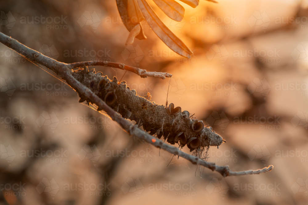 Dried Banksia seed pod close up in golden afternoon light by the beach - Australian Stock Image