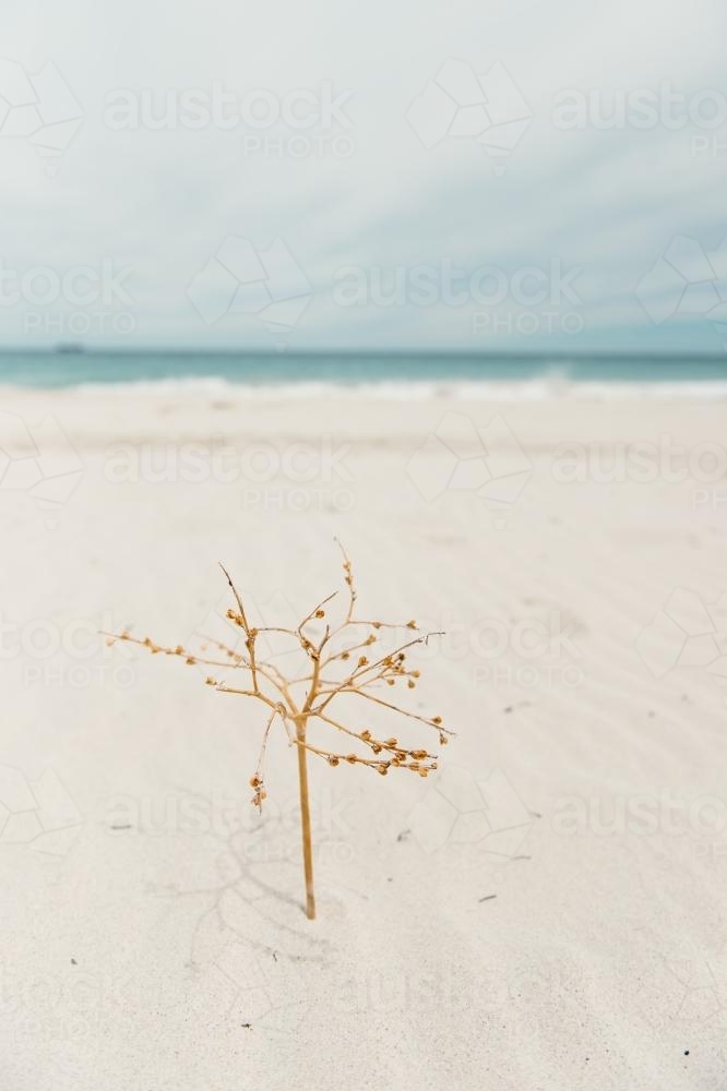 Dried beach plant twig set in sand like a tree at the beach in summer - Australian Stock Image