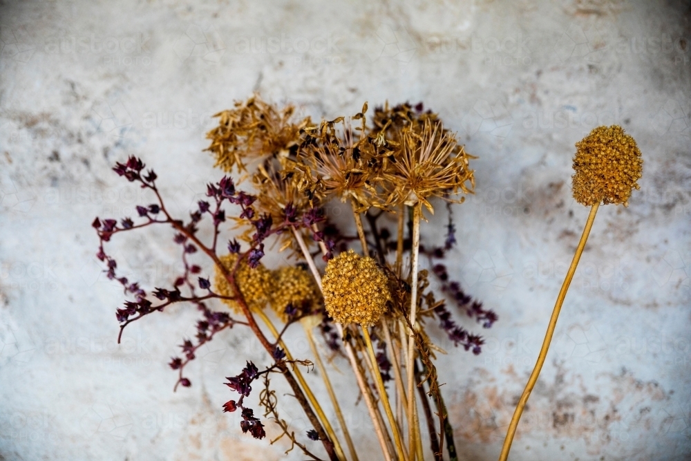 dried flower heads against painted stone wall - Australian Stock Image