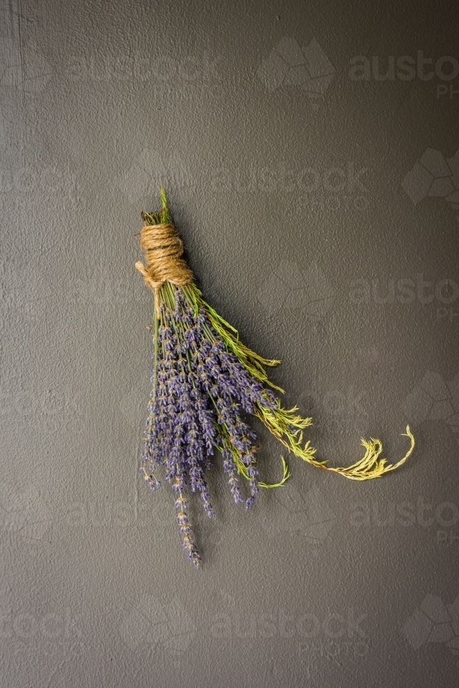 dried lavender flowers on the wall - Australian Stock Image