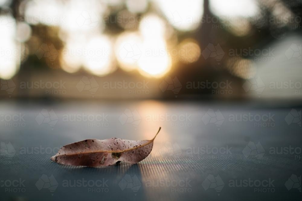 Dried leaf on a trampoline mat - Australian Stock Image