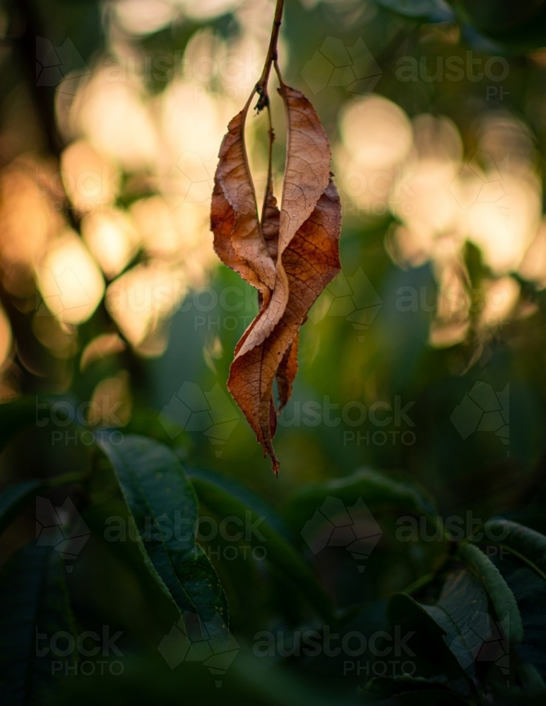 Dried Leaves Hanging in a Tree in Front of the Setting Sun - Australian Stock Image