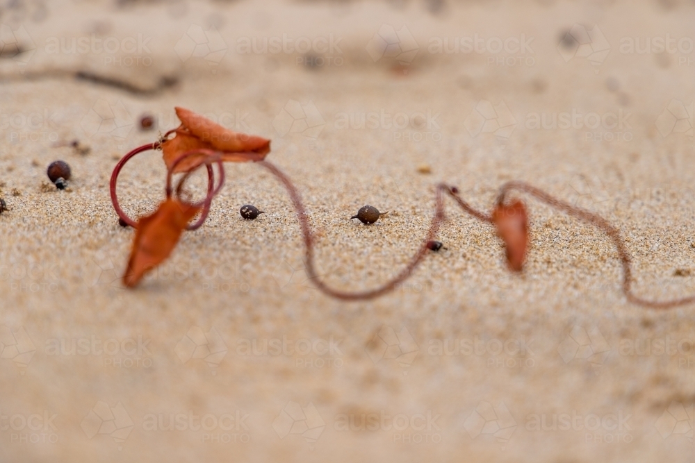 dried up vine on beach - Australian Stock Image