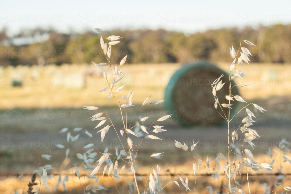 Dried wild oats, outside a fenced paddock containing baled hay - Australian Stock Image