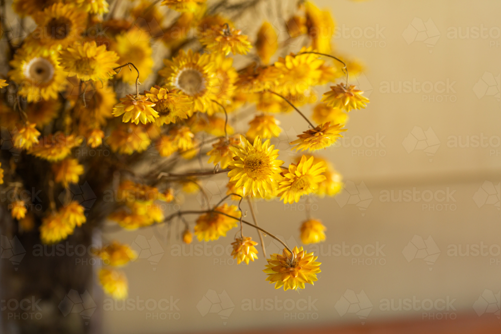 dried yellow paper daisy flower decor golden everlasting - Australian Stock Image