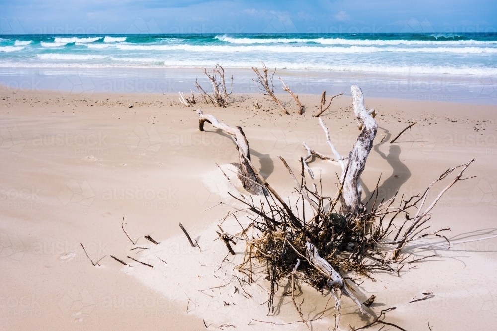 Drift wood on the beach - Australian Stock Image