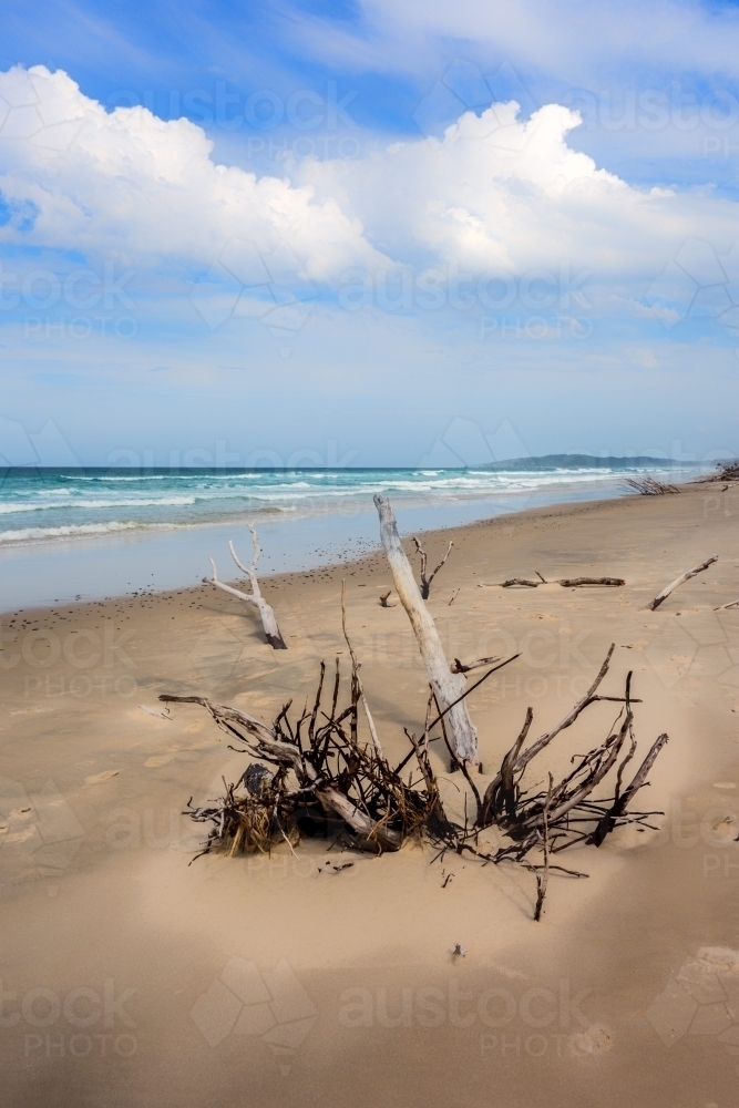 Drift wood on the beach with clouds in the sky - Australian Stock Image