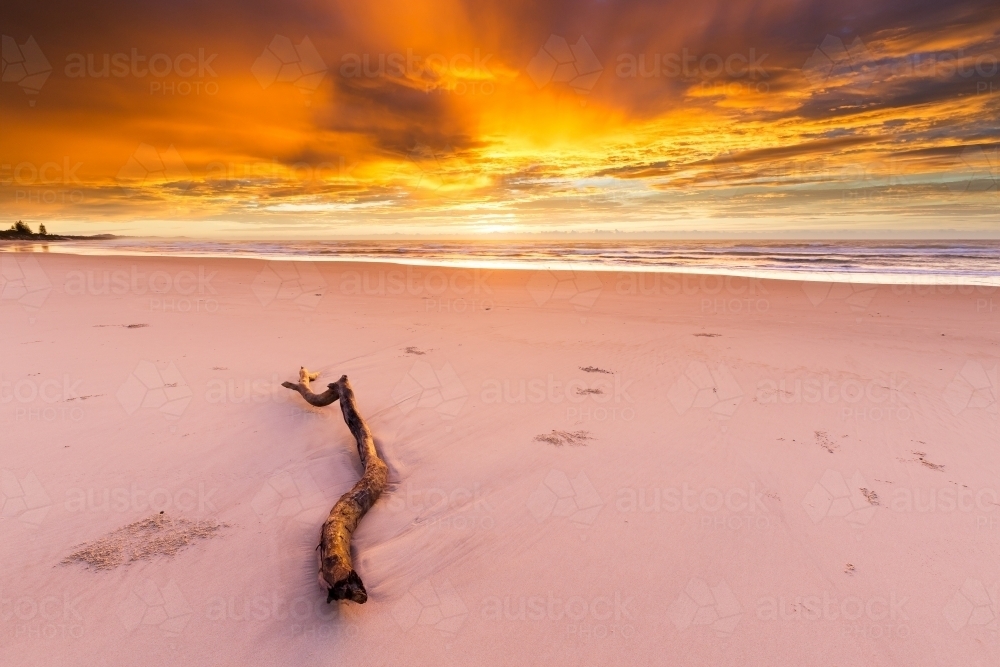 Drift wood on the sand of a beach with orange sunrise - Australian Stock Image