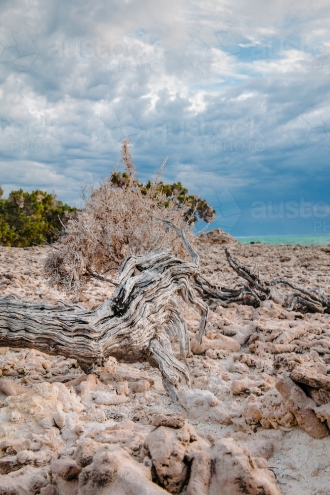 Driftwood, coral and low shrubs in a desolate hard landscape - Australian Stock Image