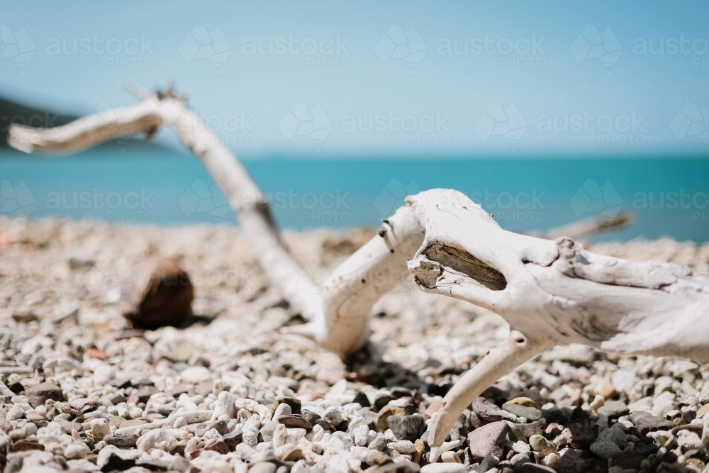 Driftwood on beach covered in dry coral in the Whitsundays - Australian Stock Image