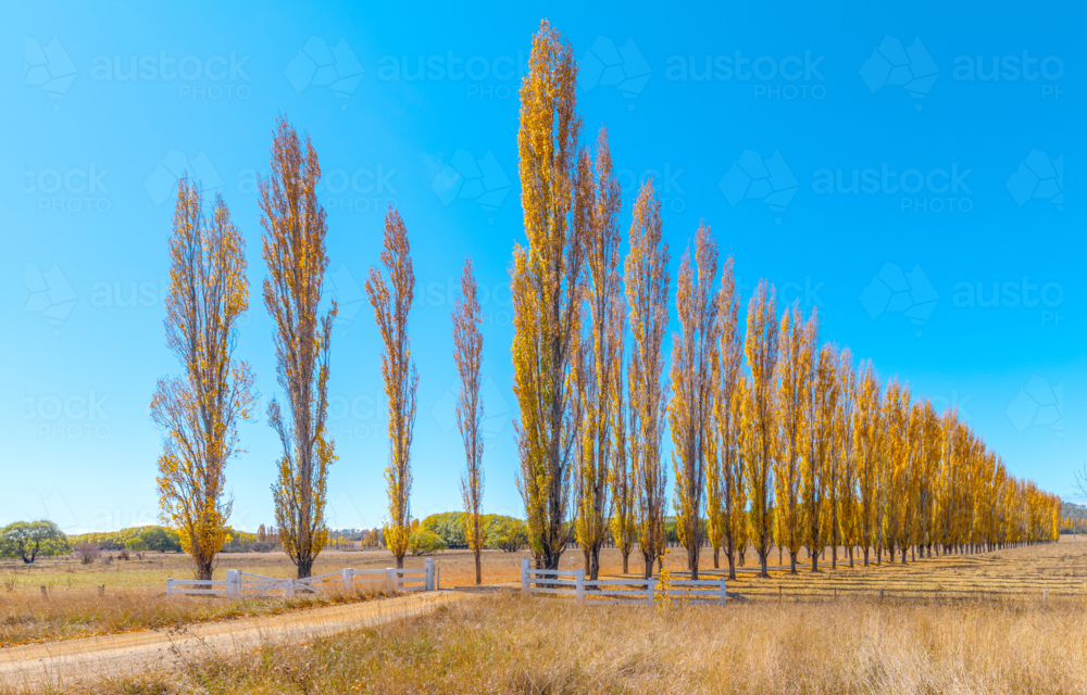 Driveway of Autumn Poplars near Glen Innes - Australian Stock Image