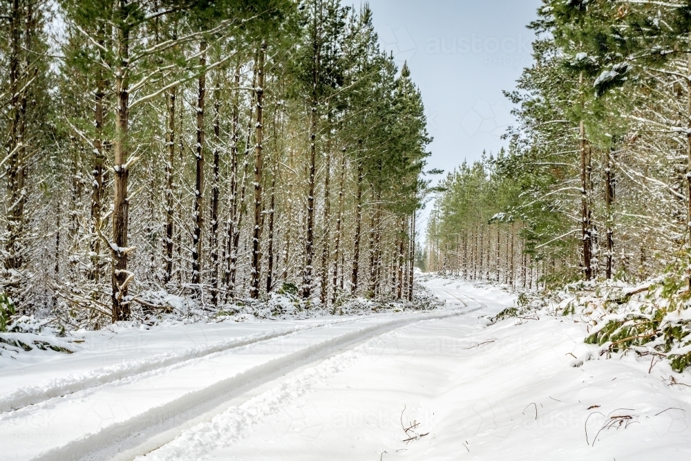 Driving through tall pine forests on snow covered roads in winter. - Australian Stock Image