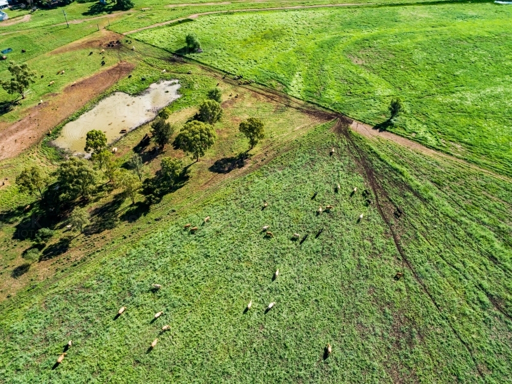 Drone photo of cattle in green farm paddock - Australian Stock Image