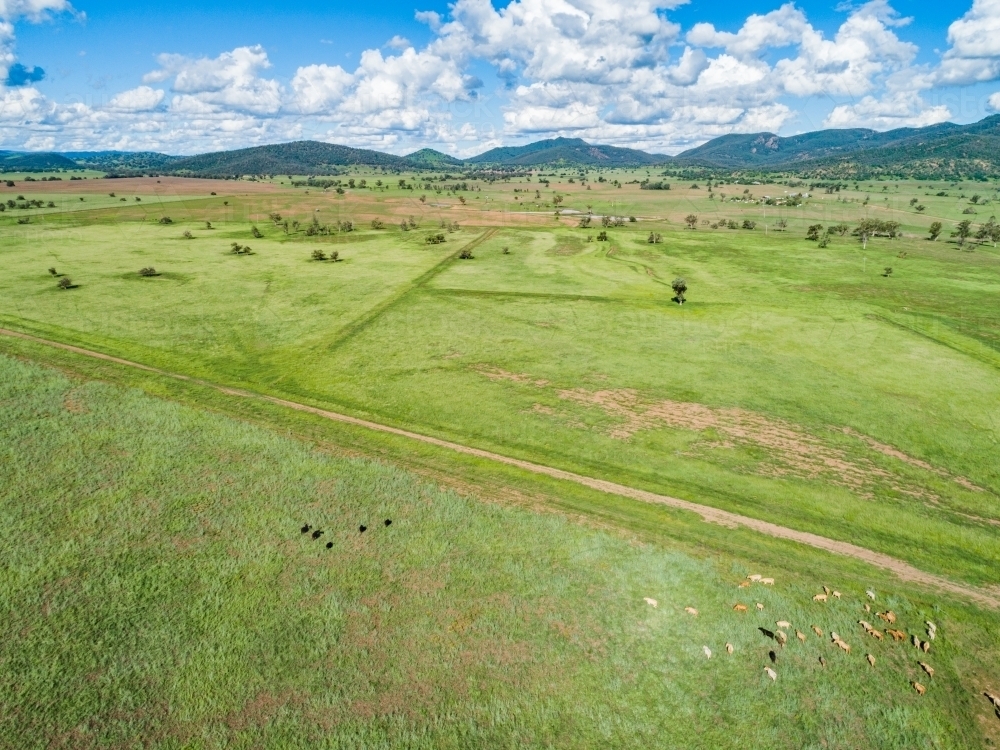 Drone photo of cattle in green farm paddock - Australian Stock Image