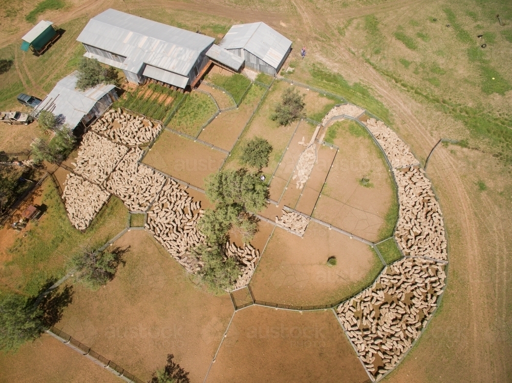 Drone photo of shearing shed with merino sheep in the sheepyards - Australian Stock Image