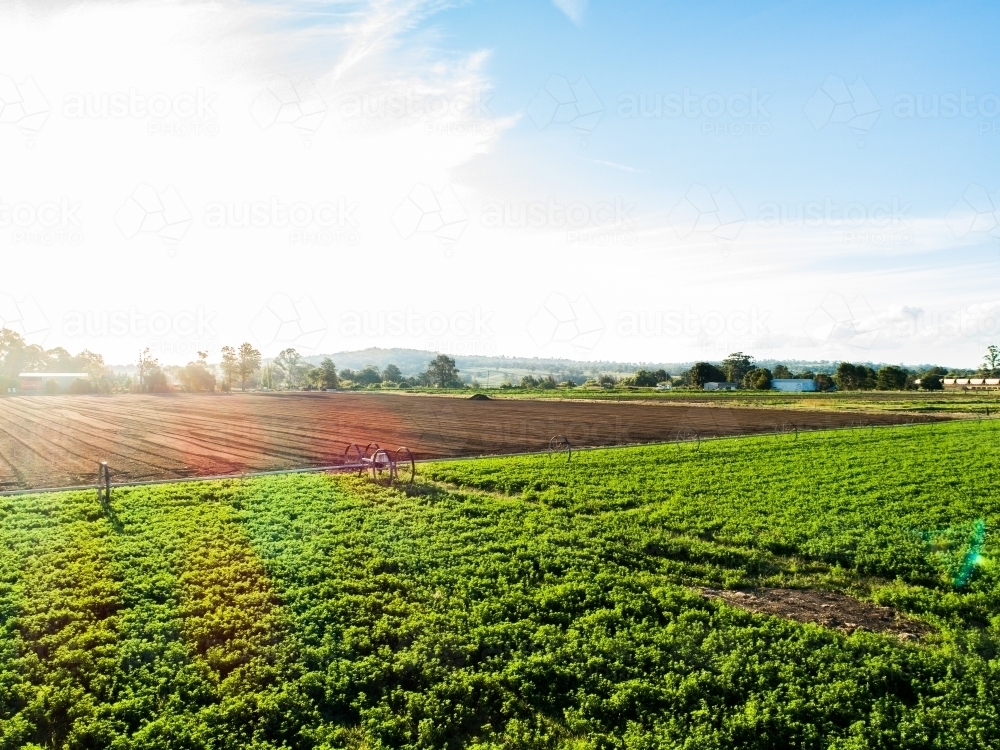 Drone photo of sun flare over farm paddock of lucerne crop - Australian Stock Image