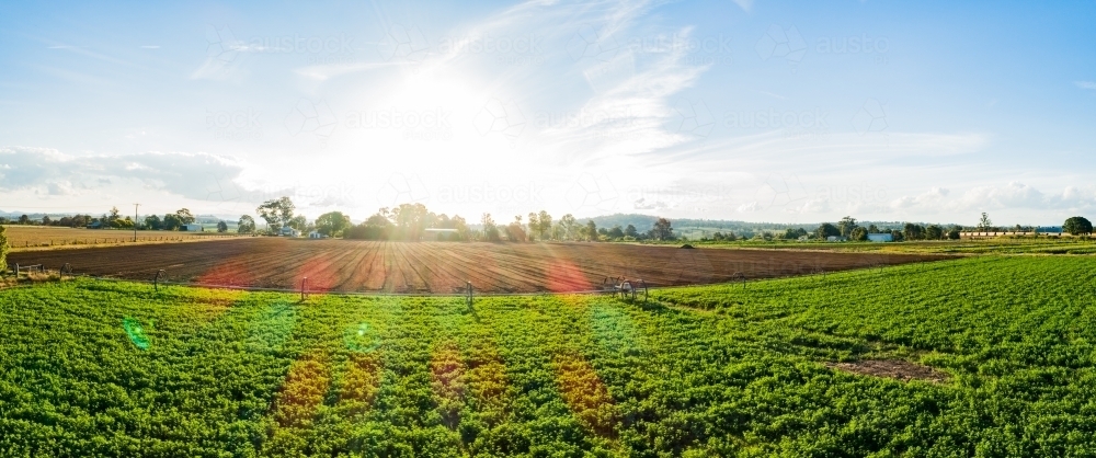 Drone photo of sun flare over farm paddock of lucerne crop - Australian Stock Image