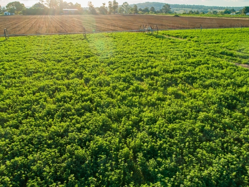 Drone photo of sun flare over farm paddock of lucerne crop - Australian Stock Image