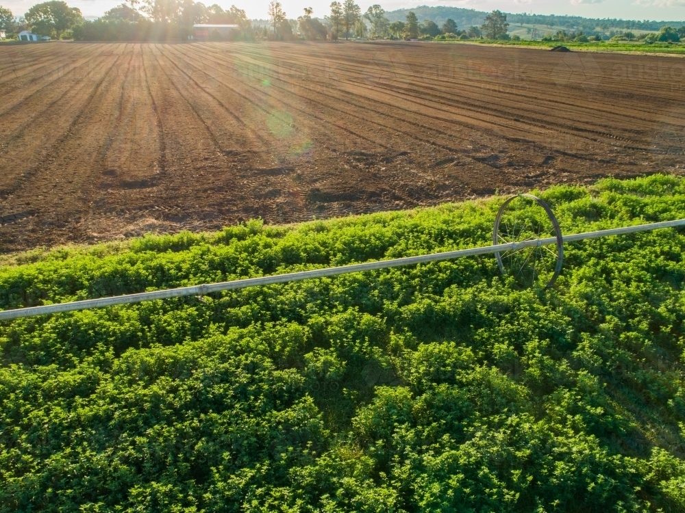 Drone photo of sun flare over farm paddock of lucerne crop - Australian Stock Image