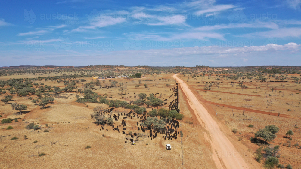 Drone shot of a large mob of cattle being mustered across a main road - Australian Stock Image
