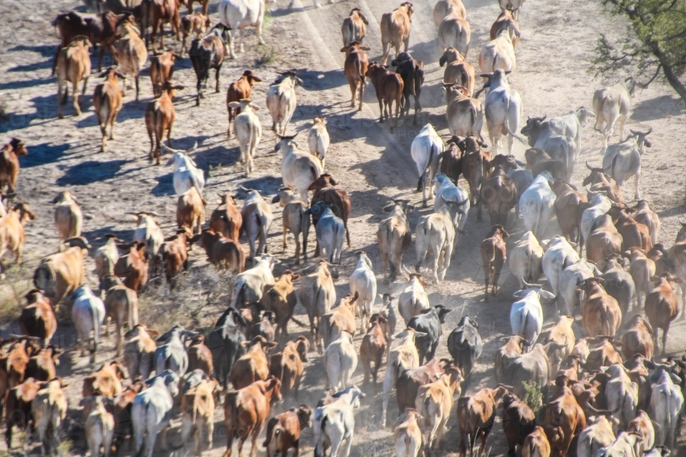 Drone shot of a mob of cattle running - Australian Stock Image