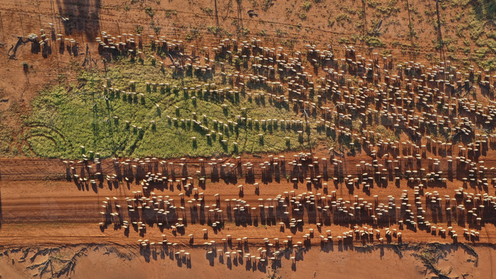 Drone shot of a mob of sheep walking along a road - Australian Stock Image
