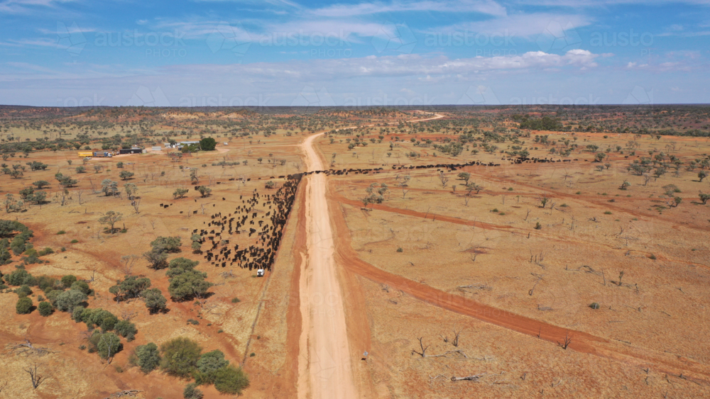 Drone shot of cattle being moved across a main road - Australian Stock Image