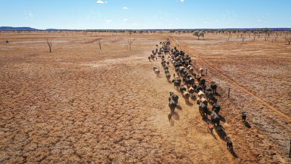 Drone shot of cattle walking along a fence, dry dusty conditions - Australian Stock Image