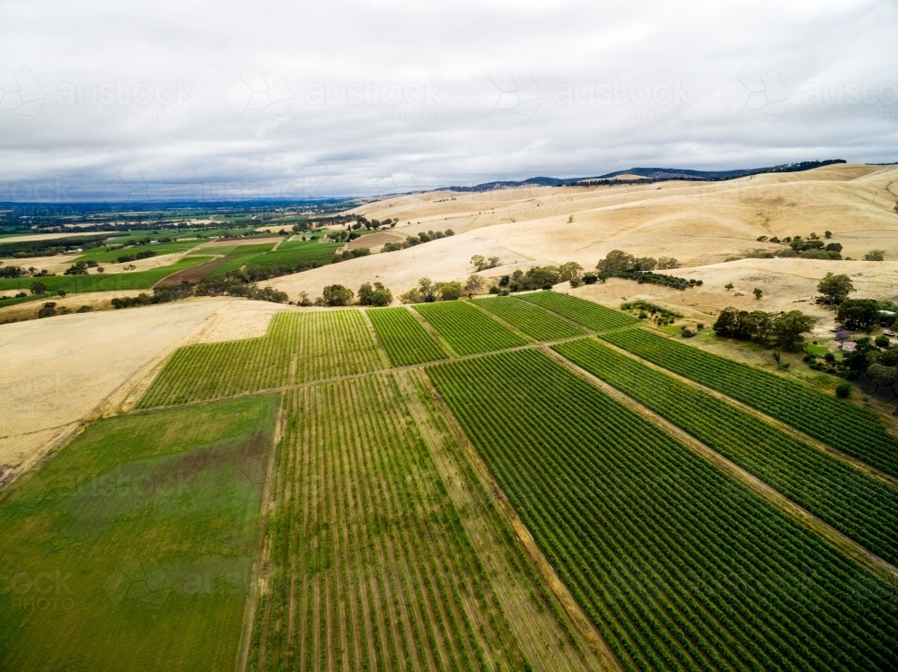drone shot of grapevines in summer landscape - Australian Stock Image