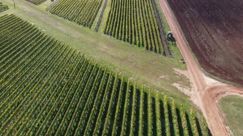 drone view of a farm tractor working on a vineyard in northern Tasmania with rows of grape vines - Australian Stock Image