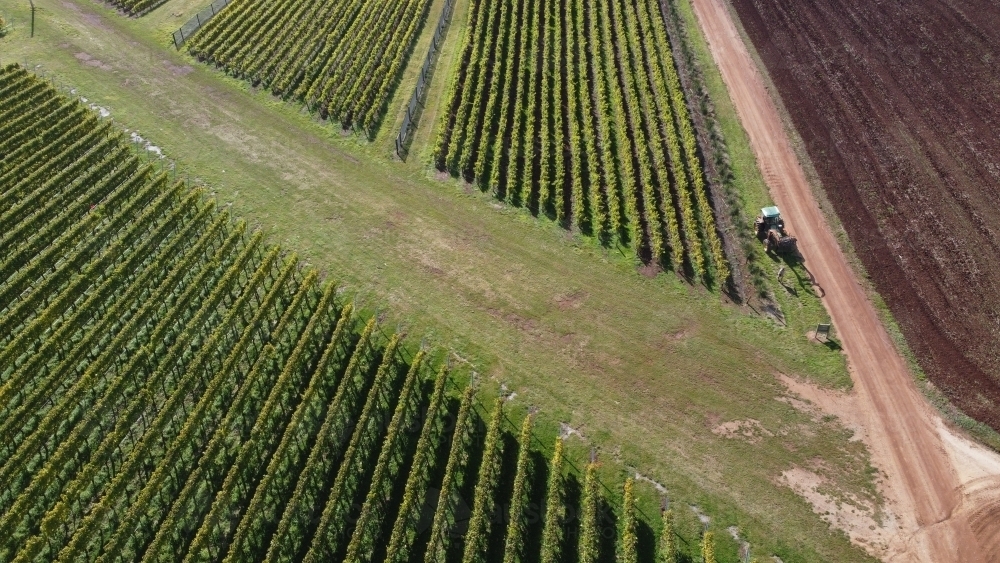 drone view of a farm tractor working on a vineyard in northern Tasmania with rows of grape vines - Australian Stock Image