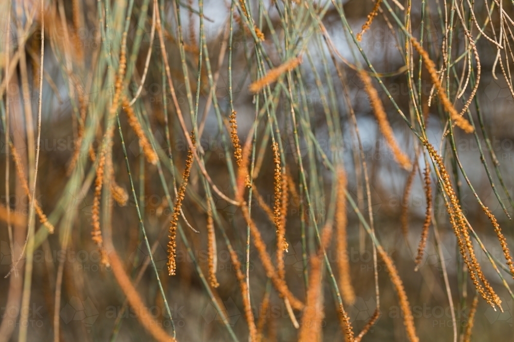 Drooping Sheoak, Allocasuarina, showing flower bracts on male tree : Austockphoto Drooping Sheoak, Allocasuarina, showing flower bracts on male tree - Australian Stock Image