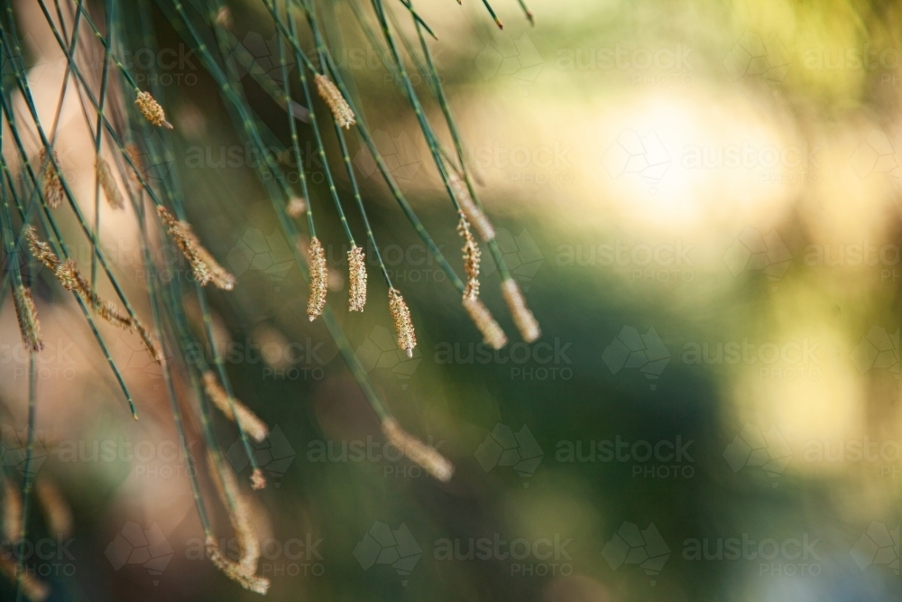 Drooping sheoak pine needles with - Australian Stock Image