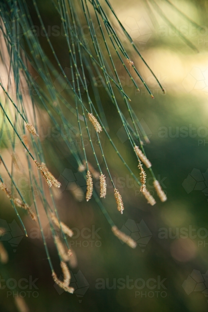 Drooping sheoak pine needles with - Australian Stock Image