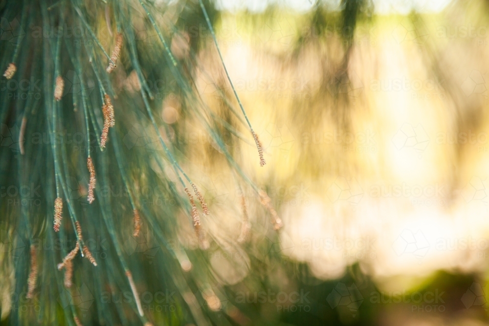 Drooping sheoak pine needles with - Australian Stock Image