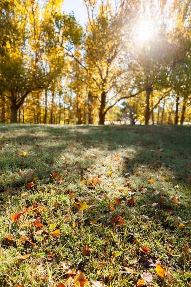 Droplets of dew on grass and autumn leaves in morning light - Australian Stock Image