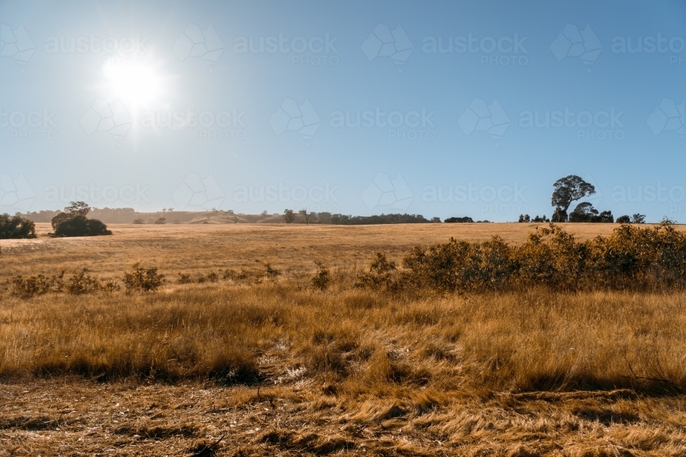 Paddock in drought in rural NSW, Australia. - Australian Stock Image