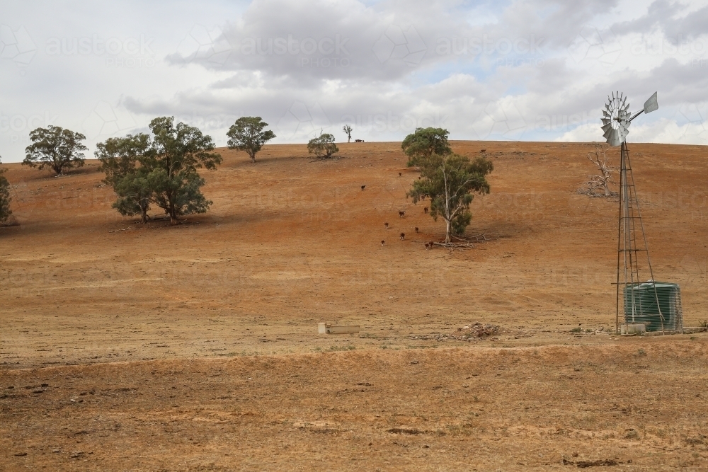 Drought ravaged paddock with trees and windmill - Australian Stock Image
