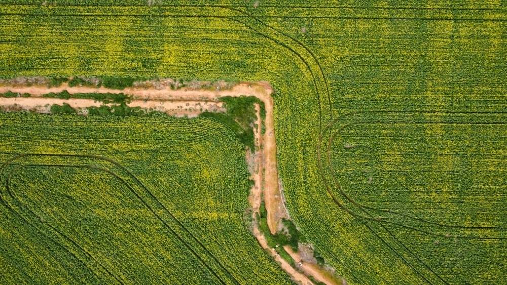 Drove view over yellowing, flowering Canola fields, tracks running through - Australian Stock Image