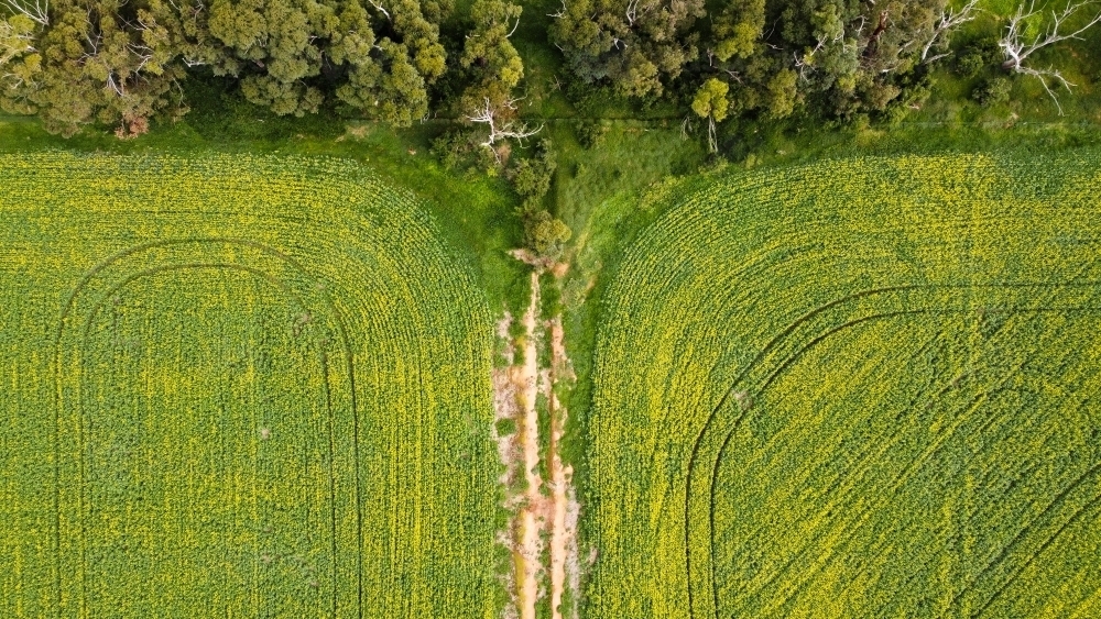 Drove view over yellowing, flowering Canola fields, tracks running through bordered by native trees - Australian Stock Image