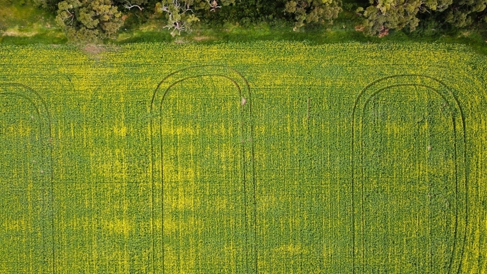 Drove view over yellowing, flowering Canola fields, tracks running through bordered by native trees - Australian Stock Image