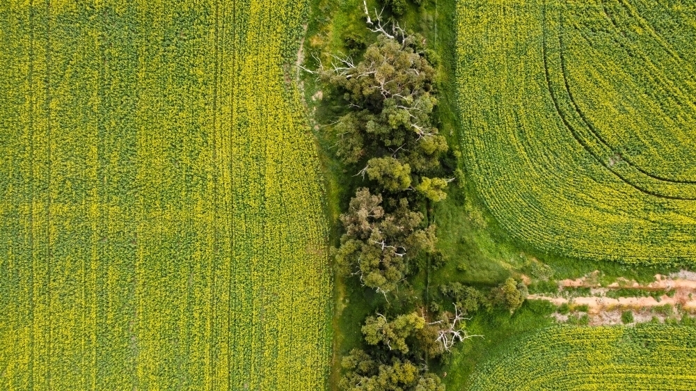 Drove view over yellowing, flowering Canola fields, tracks running through bordered by native trees - Australian Stock Image