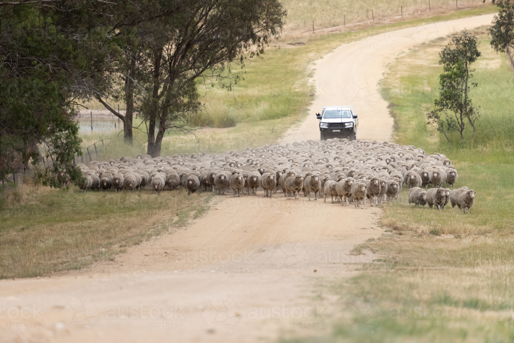 droving a mob of merino ewes with ute on a dirt road in Australia - Australian Stock Image
